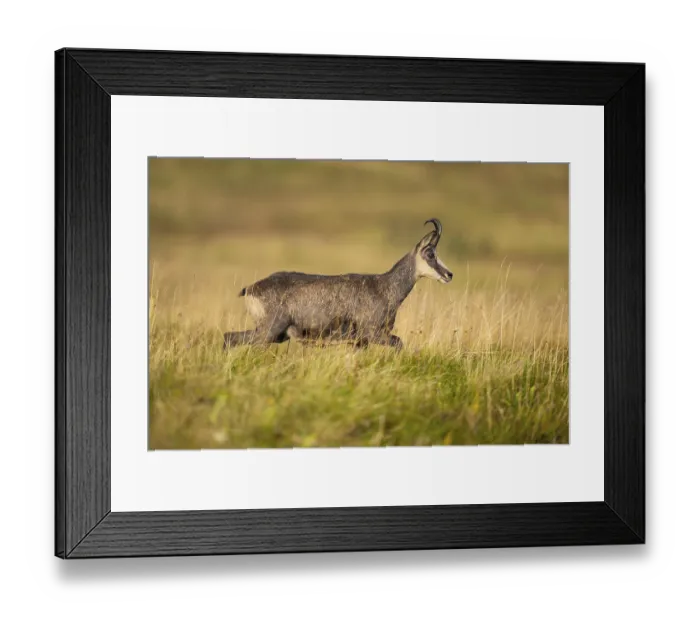 Framed Print : Chamois (Rupicapra rupicapra) on a meadow in the Vosges Mountains