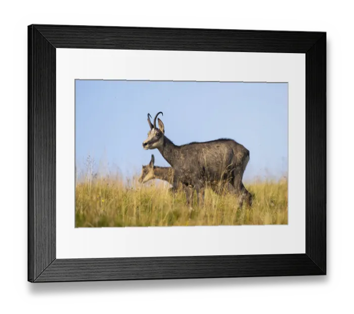 Framed Print : Chamois (Rupicapra rupicapra) mother with her youngster on a meadow in the Vosges Mountains