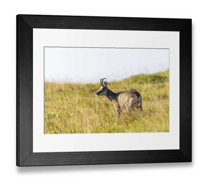 Framed Print : Chamois (Rupicapra rupicapra) on a meadow in the Vosges Mountains