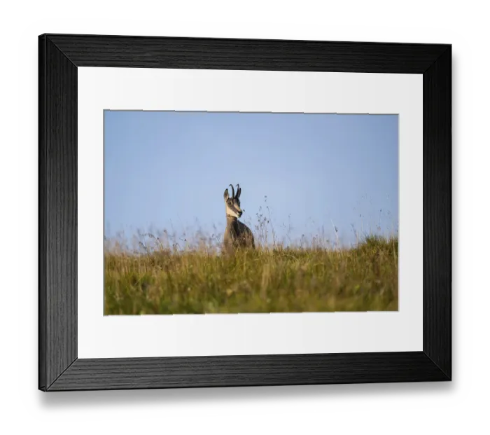 Framed Print : Chamois (Rupicapra rupicapra) on a meadow in the Vosges Mountains