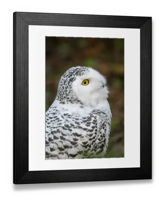 Framed Print : Snowy owl (Bubo scandiacus), portrait Framed Print : Snowy owl (Bubo scandiacus), portrait