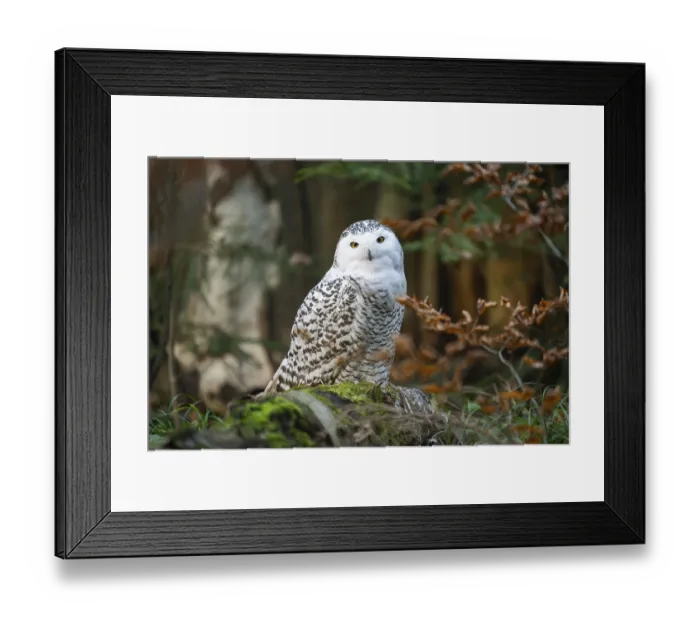 Framed Print : Snowy owl (Bubo scandiacus) sitting on the ground Framed Print : Snowy owl (Bubo scandiacus) sitting on the ground