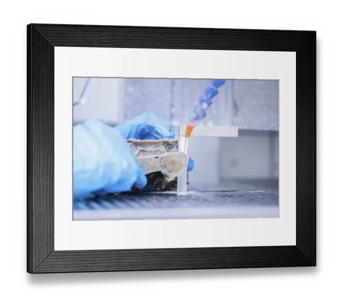 Framed Print : Sample preparation vertebrae of an animal for laboratory examination