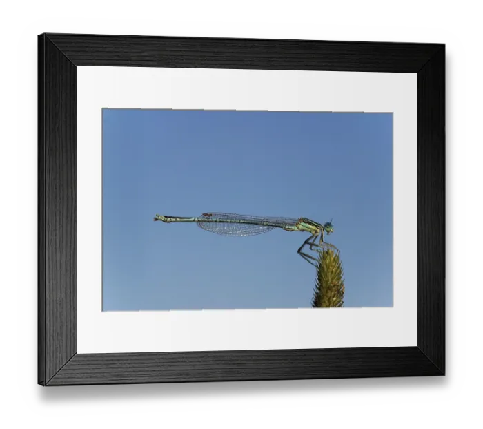 Framed Print : White-legged Damselfly (Platycnemis pennipes)
