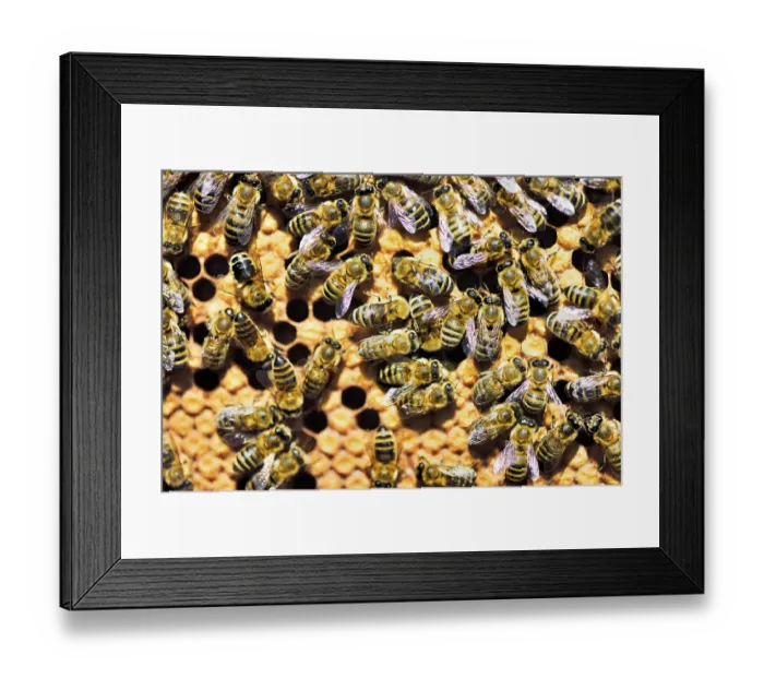 Framed Print : Workers of the honey bee (Apis mellifera var)