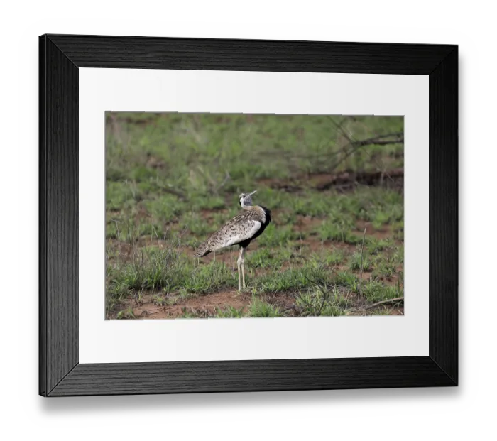 Framed Print : Red-crested Bustard, (Lophotis ruficrista)
