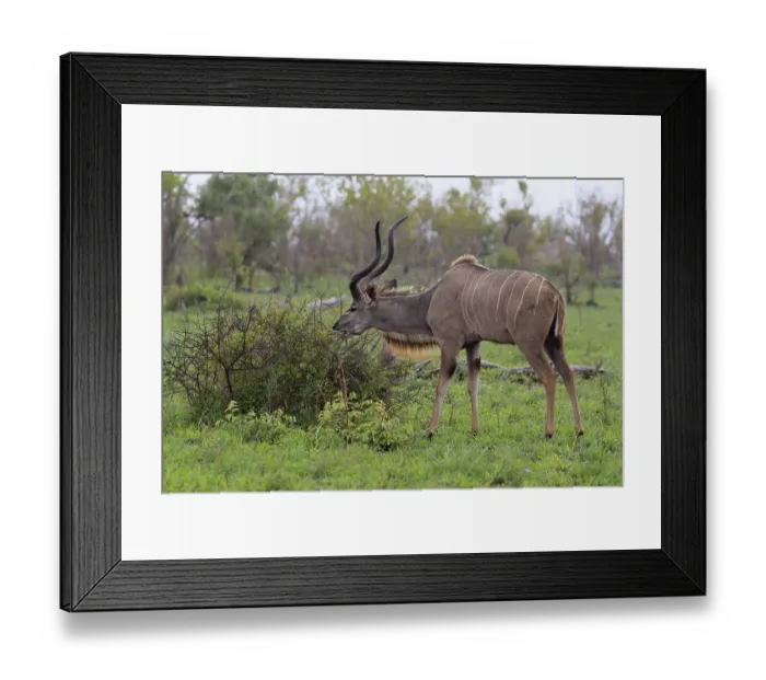 Framed Print : Greater Kudu, zambezi greater kudu (Strepsiceros zambesiensis)