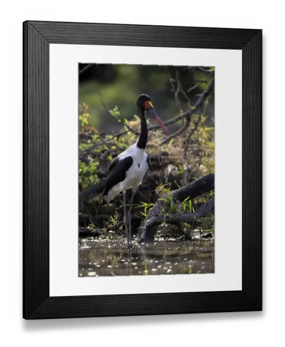 Framed Print : Saddle-billed stork (Ephippiorhynchus senegalensis)