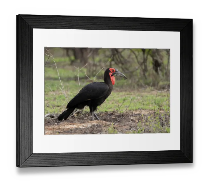 Framed Print : Southern ground hornbill (Bucorvus leadbeateri)