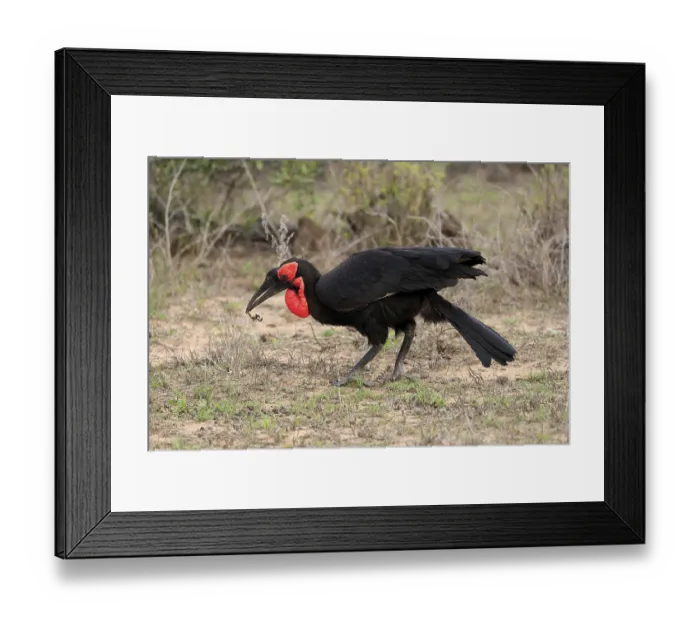 Framed Print : Southern ground hornbill (Bucorvus leadbeateri)