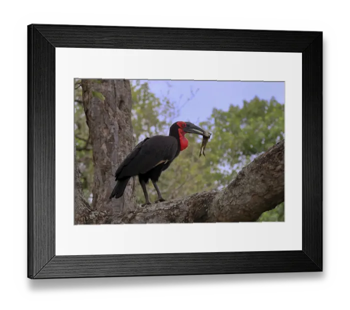 Framed Print : Southern ground hornbill (Bucorvus leadbeateri) Framed Print : Southern ground hornbill (Bucorvus leadbeateri)