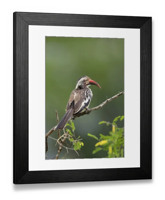 Framed Print : Red-billed hornbill (Tockus erythrorhynchus) Framed Print : Red-billed hornbill (Tockus erythrorhynchus)