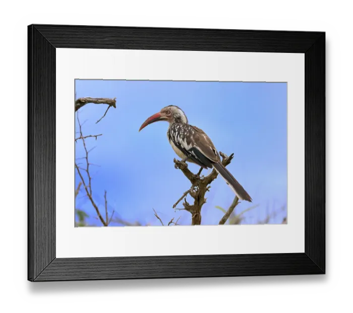Framed Print : Red-billed hornbill (Tockus erythrorhynchus) Framed Print : Red-billed hornbill (Tockus erythrorhynchus)
