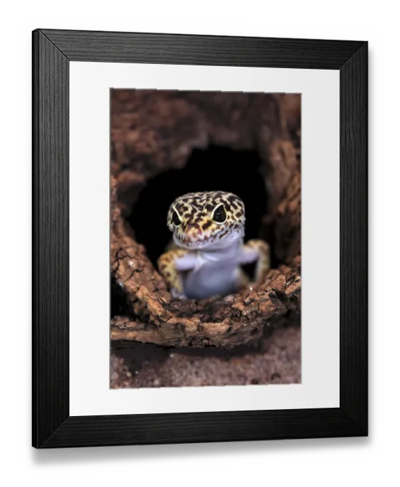 Framed Print : Leopard gecko (Eublepharis macularius)