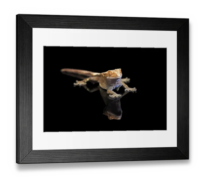 Framed Print : New Caledonian eyelash gecko (Correlophus ciliatus) Framed Print : New Caledonian eyelash gecko (Correlophus ciliatus)