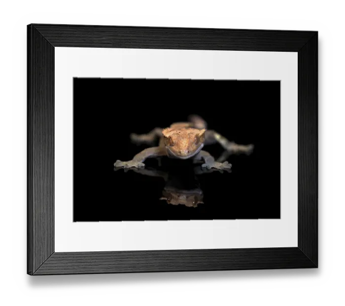 Framed Print : New Caledonian eyelash gecko (Correlophus ciliatus) Framed Print : New Caledonian eyelash gecko (Correlophus ciliatus)