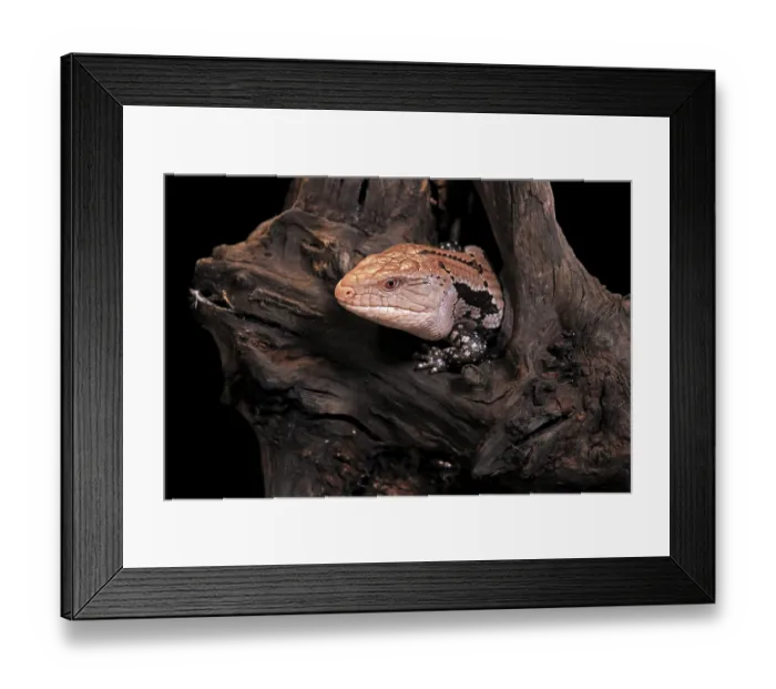 Framed Print : Indonesian blue-tongued skink (Tiliqua gigas)