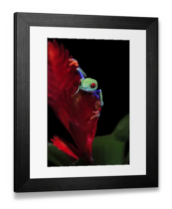 Framed Print : Red-eyed tree frog (Agalychnis callidryas) Framed Print : Red-eyed tree frog (Agalychnis callidryas)