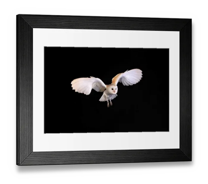 Framed Print : Barn Owl, (Tyto alba), adult, flying