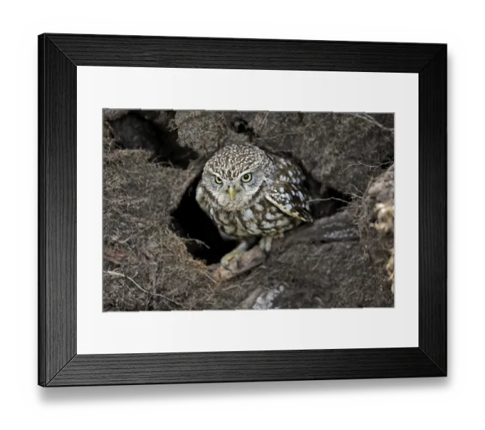 Framed Print : Little owl (Athene noctua), (Tyto alba) Framed Print : Little owl (Athene noctua), (Tyto alba)