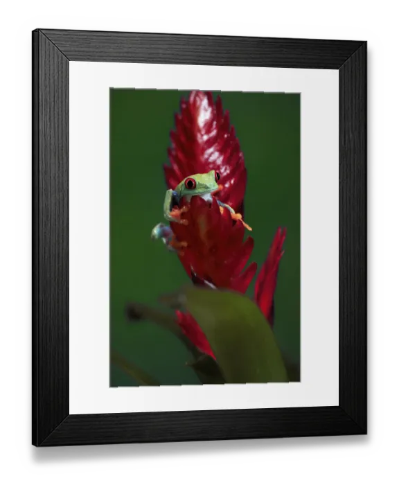 Framed Print : Red-eyed tree frog (Agalychnis callidryas) Framed Print : Red-eyed tree frog (Agalychnis callidryas)