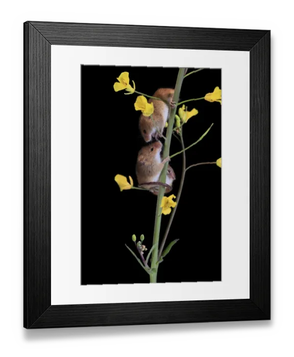 Framed Print : Eurasian harvest mouse (Micromys minutus)