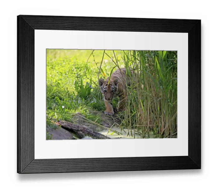 Framed Print : Siberian tiger (Panthera tigris altaica) Framed Print : Siberian tiger (Panthera tigris altaica)