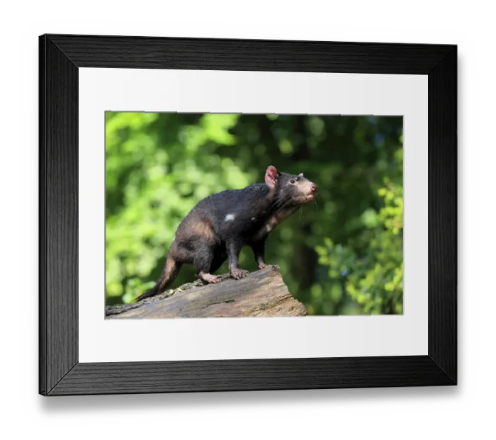 Framed Print : Tasmanian devil (Sarcophilus harrisii)