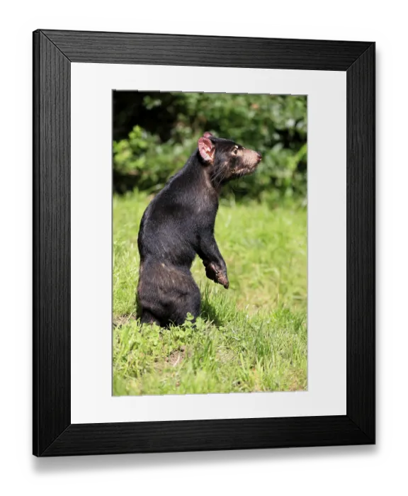 Framed Print : Tasmanian devil (Sarcophilus harrisii) Framed Print : Tasmanian devil (Sarcophilus harrisii)