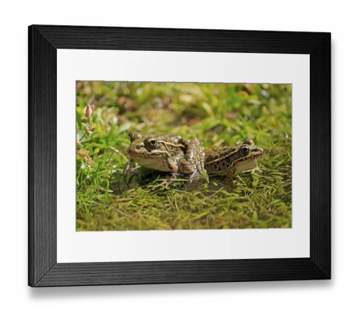 Framed Print : Northern leopard frog (Lithobates pipiens)