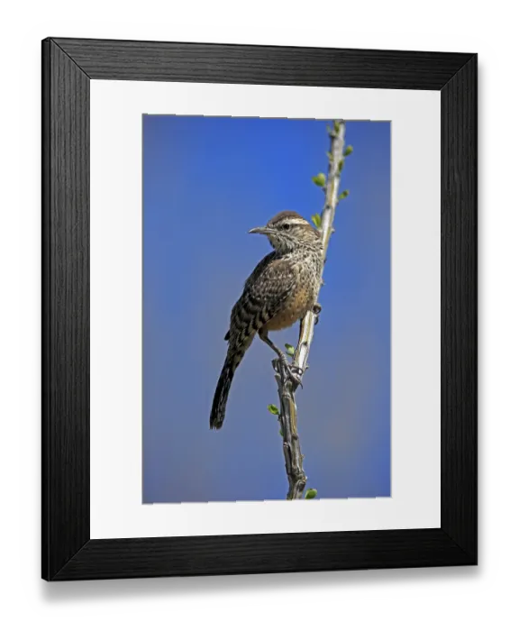 Framed Print : Cactus wren (Campylorhynchus brunneicapillus) Framed Print : Cactus wren (Campylorhynchus brunneicapillus)