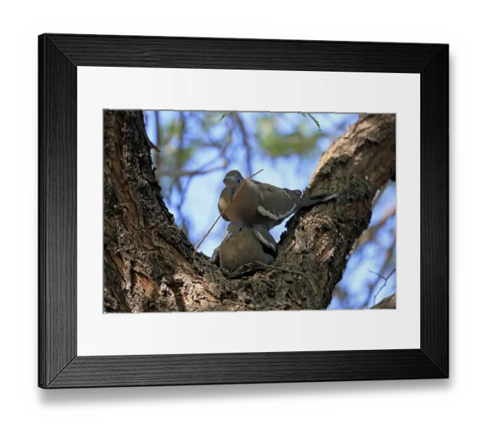 Framed Print : White-winged dove (Zenaida asiatica)