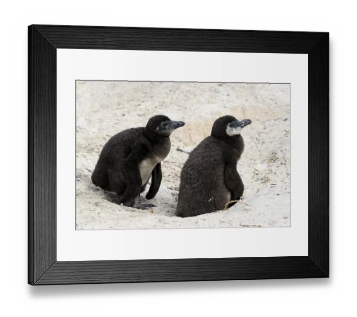 Framed Print : African penguin (Spheniscus demersus) Framed Print : African penguin (Spheniscus demersus)