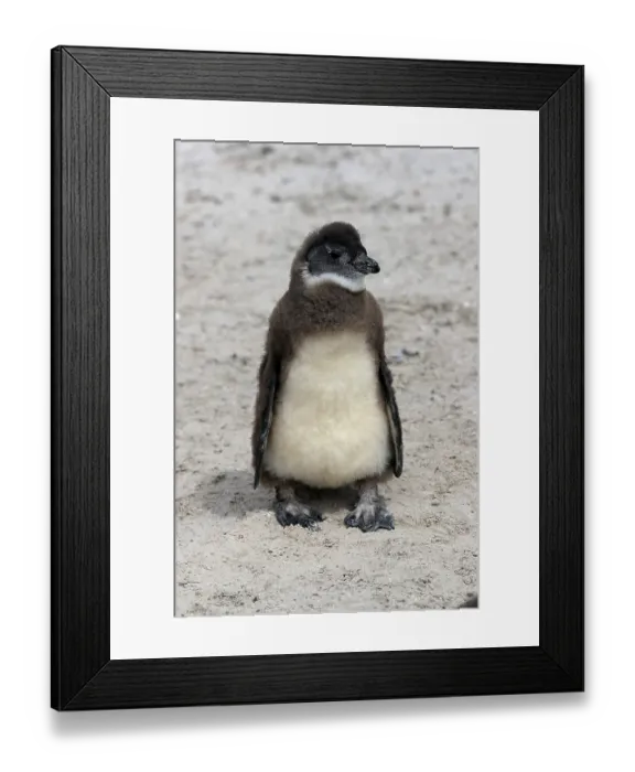 Framed Print : African penguin (Spheniscus demersus)