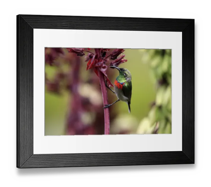 Framed Print : Cape Sunbird (Cinnyris chalybeus) Framed Print : Cape Sunbird (Cinnyris chalybeus)