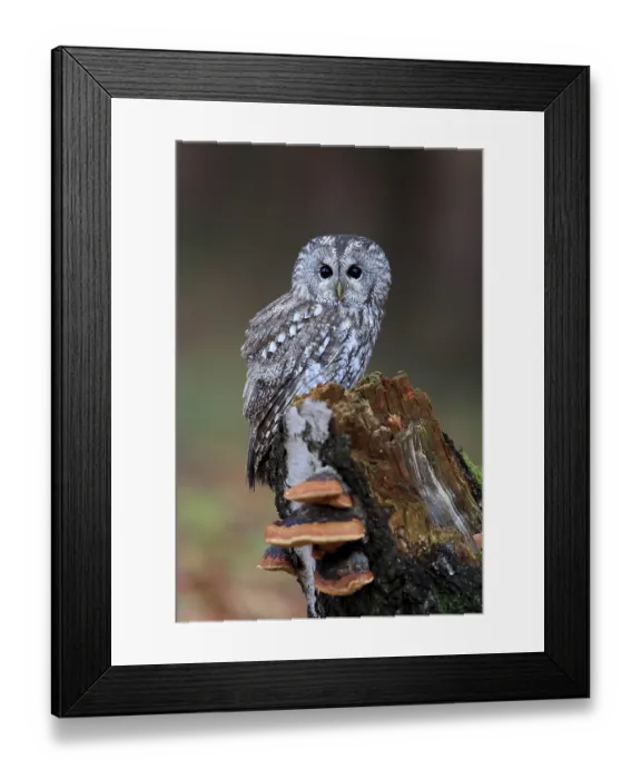 Framed Print : Tawny Owl (Strix aluco), adult Framed Print : Tawny Owl (Strix aluco), adult
