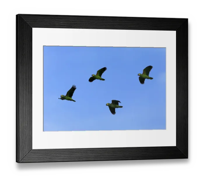 Framed Print : Blue-fronted amazon (Amazona aestiva) Framed Print : Blue-fronted amazon (Amazona aestiva)