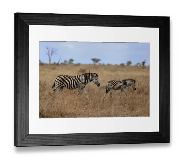 Framed Print : Burchell's zebra (Equus quagga burchelli) Framed Print : Burchell's zebra (Equus quagga burchelli)