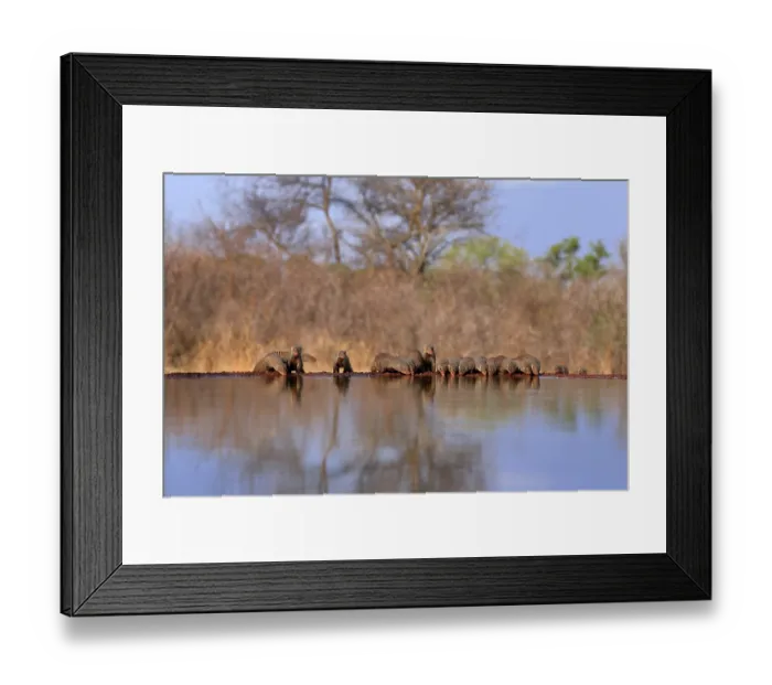 Framed Print : Zebra mongoose (Mungos mungo), adult