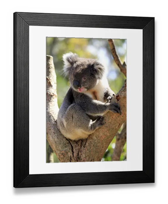 Framed Print : Koala (Phascolarctos cinereus) Framed Print : Koala (Phascolarctos cinereus)