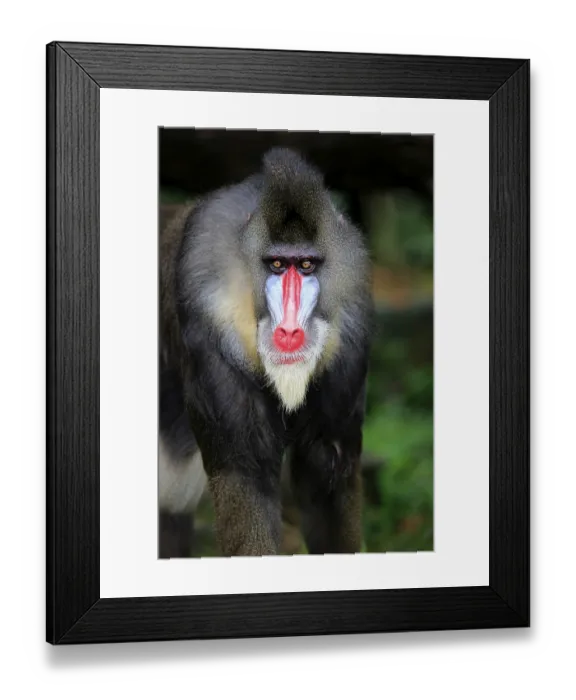 Framed Print : Mandrill (Mandrillus sphinx), adult