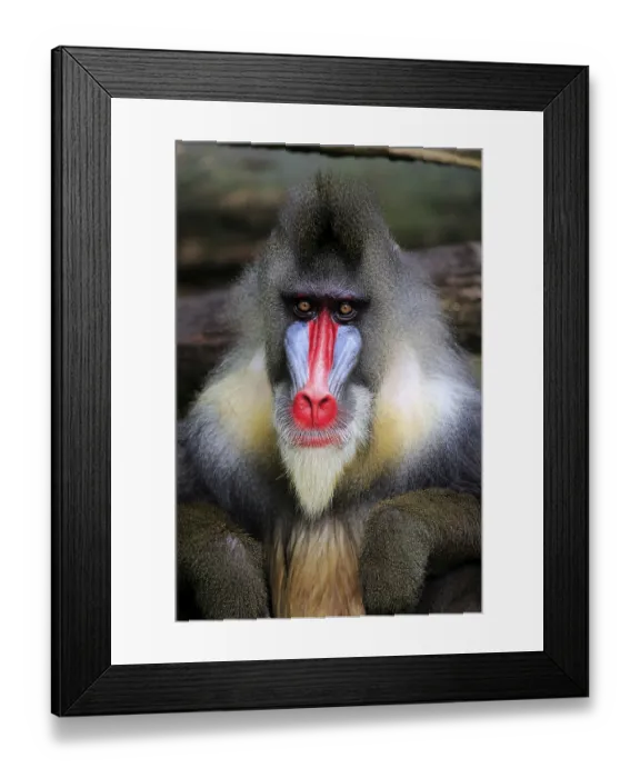 Framed Print : Mandrill (Mandrillus sphinx), adult