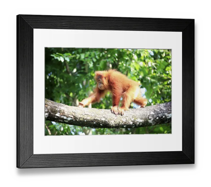 Framed Print : Bornean orangutan (Pongo pygmaeus) Framed Print : Bornean orangutan (Pongo pygmaeus)