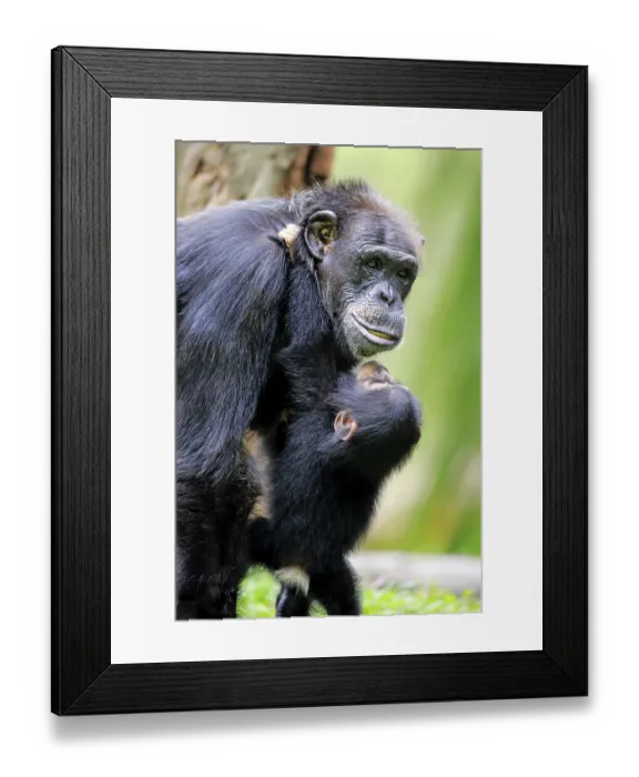 Framed Print : Chimpanzee (Pan troglodytes troglodytes)