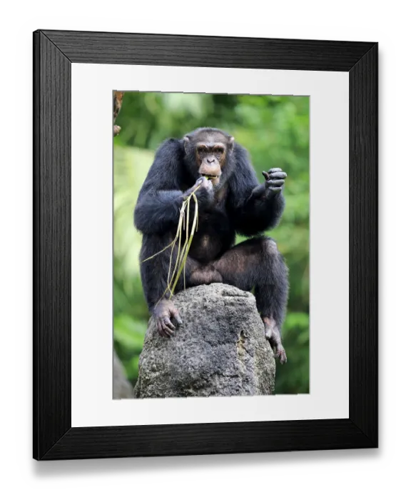 Framed Print : Chimpanzee (Pan troglodytes troglodytes)