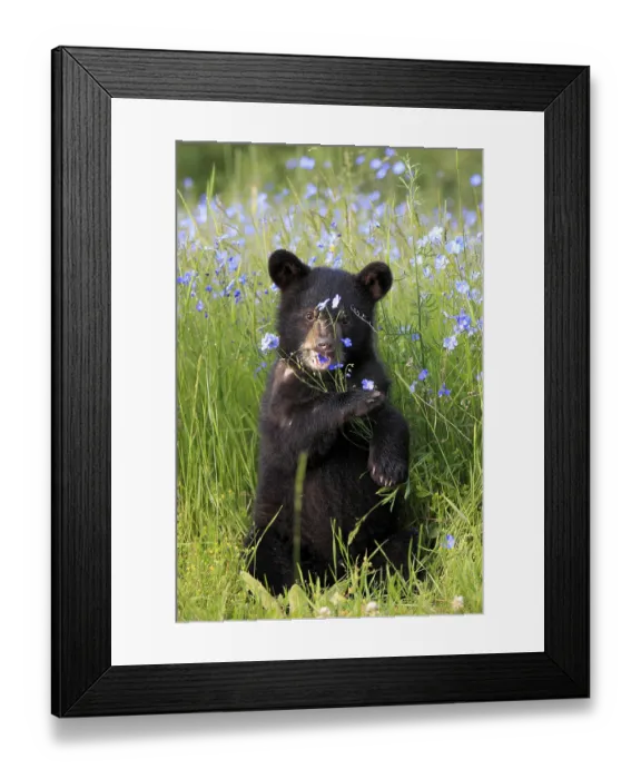 Framed Print : American Black Bear (Ursus americanus) Framed Print : American Black Bear (Ursus americanus)