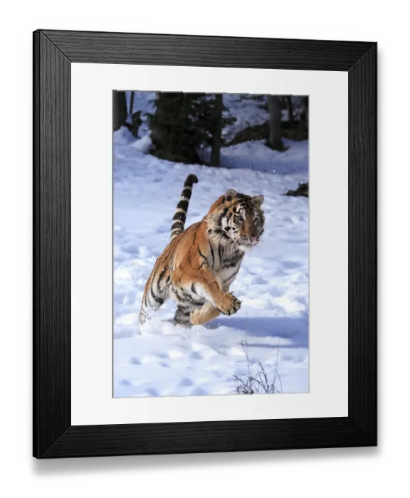 Framed Print : Siberian tiger (Panthera tigris altaica)
