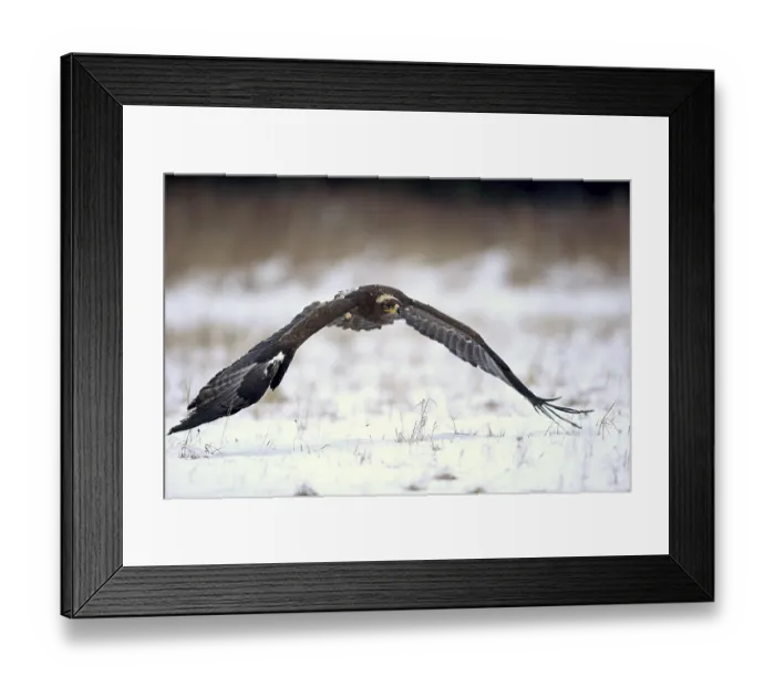 Framed Print : Steppe eagle (Aquila nipalensis) Framed Print : Steppe eagle (Aquila nipalensis)