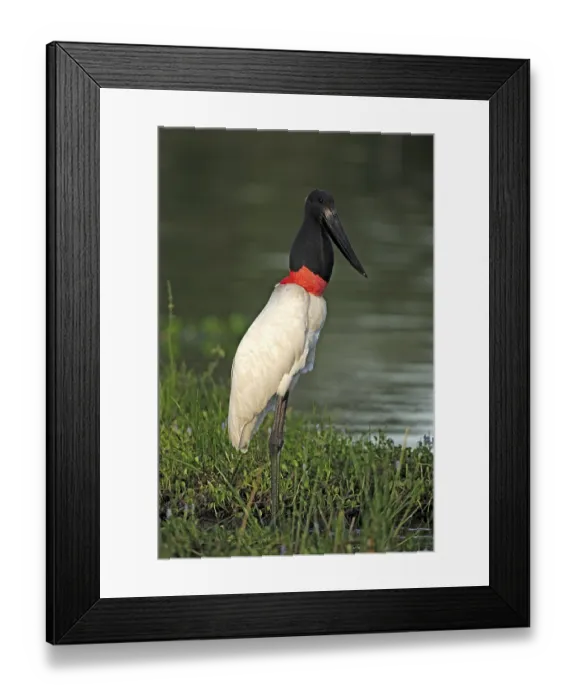 Framed Print : Jabiru (Jabiru mycteria), adult