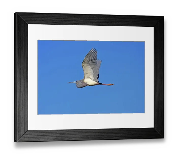 Framed Print : Tricoloured Heron (Egretta tricolor) Framed Print : Tricoloured Heron (Egretta tricolor)